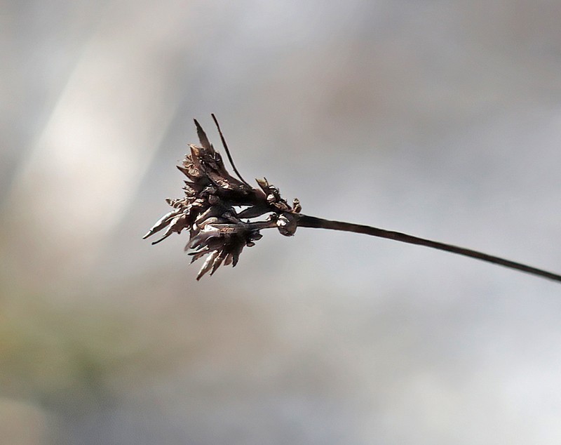 Pine Barren Beaksedge photo 8