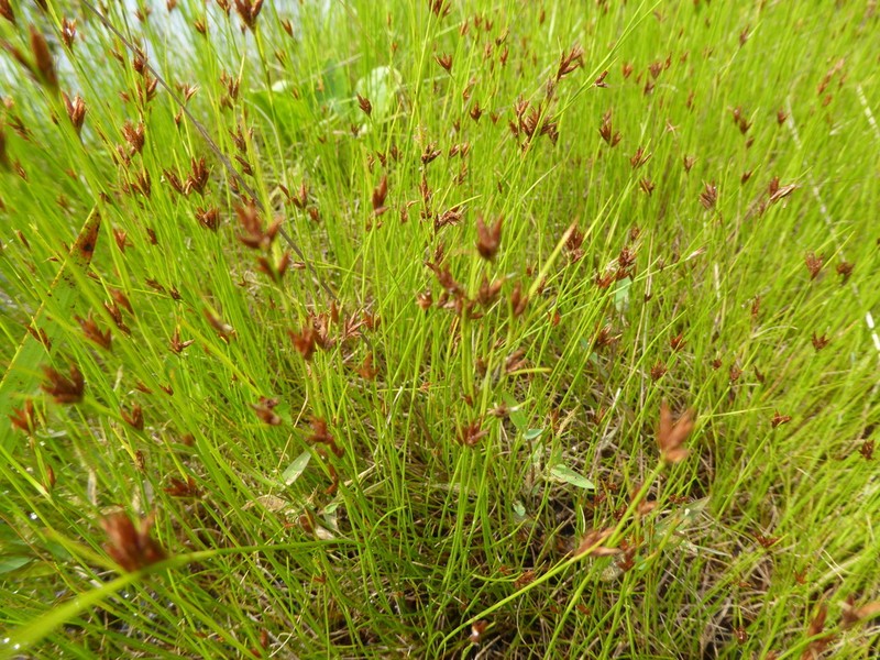 Coastal Beaksedge photo 4