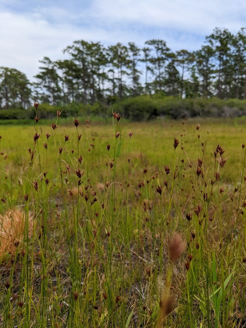 Coastal Beaksedge photo 5