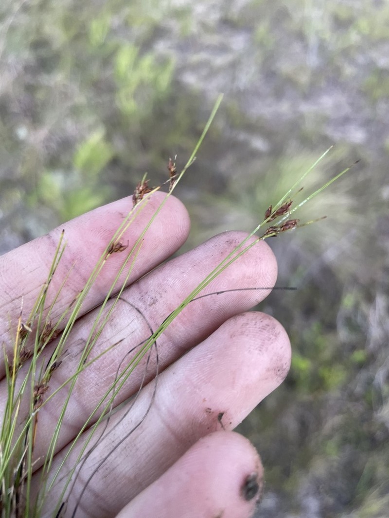Plumed Beaksedge
