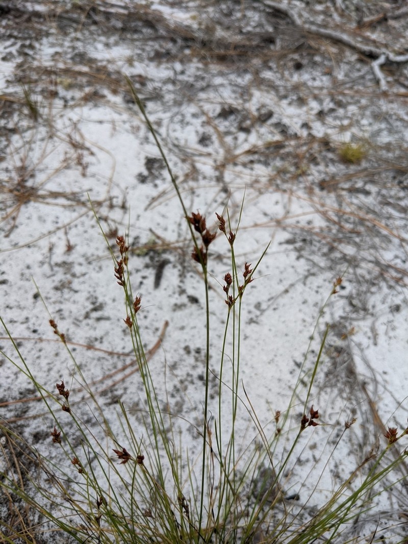 Plumed Beaksedge photo 2