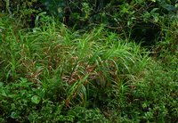 Rhynchospora polyphylla