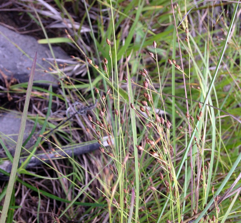 Fewflower Beaksedge