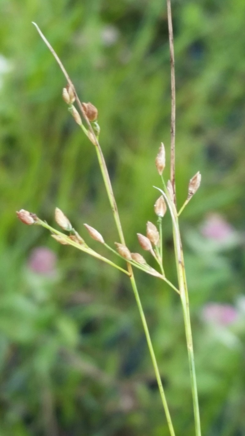 Fewflower Beaksedge photo 4