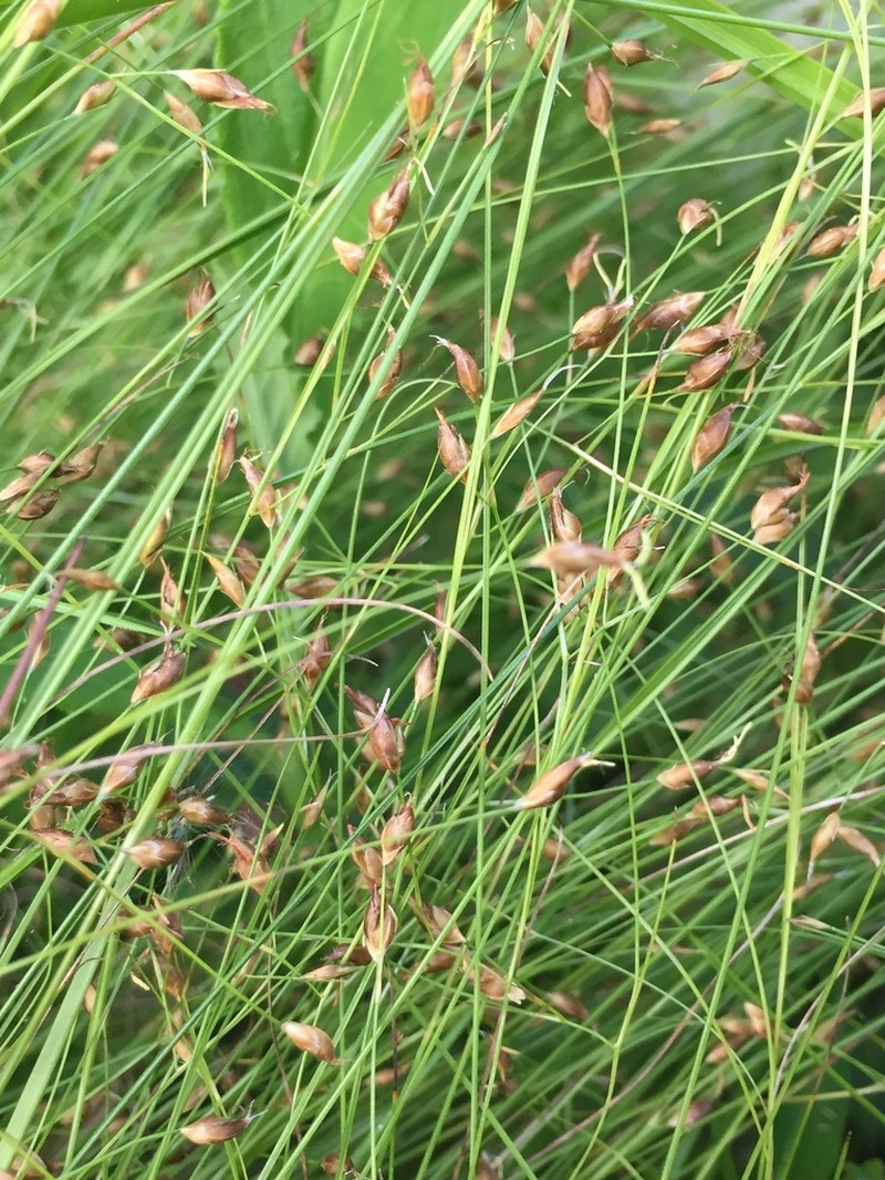 Fewflower Beaksedge photo 7