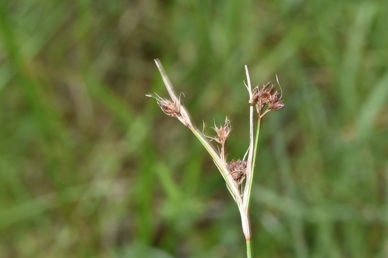 Globe Beaksedge photo 2