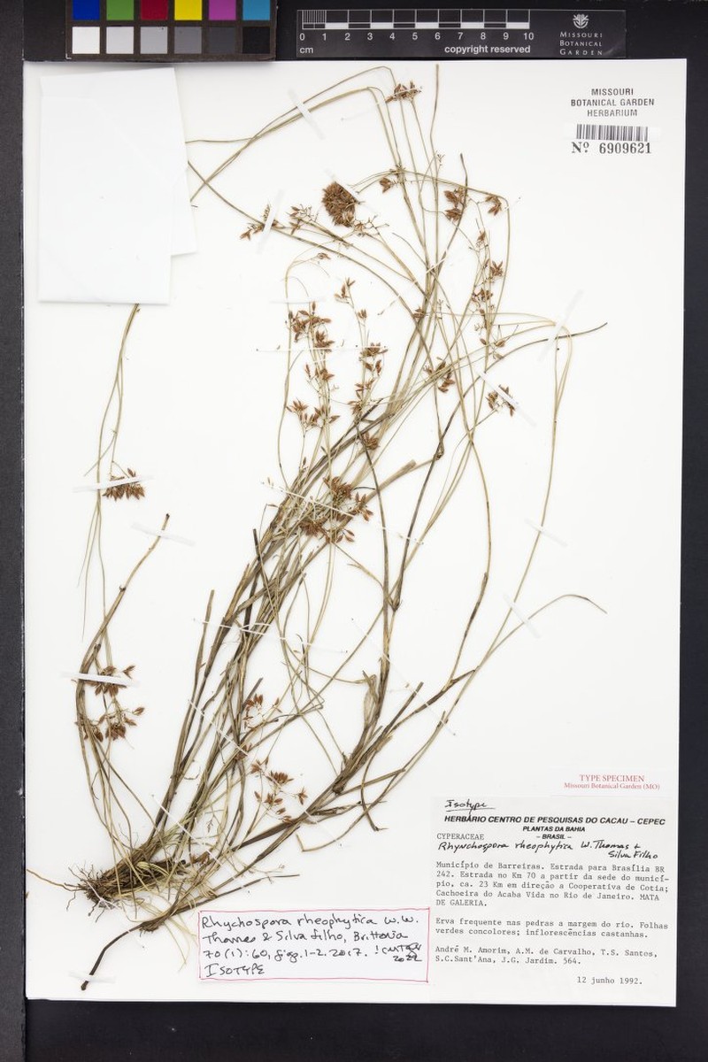 Rhynchospora rheophytica