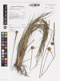 Rhynchospora
