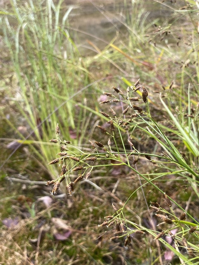 Longbeak Beaksedge photo 8