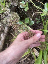 Hawai'I Beaksedge