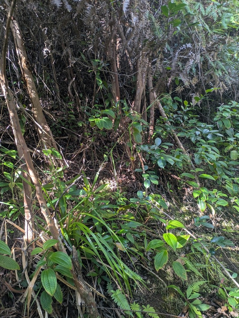 Hawai'I Beaksedge photo 2