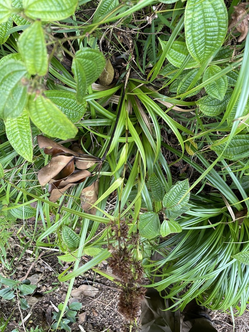 Hawai'I Beaksedge photo 4