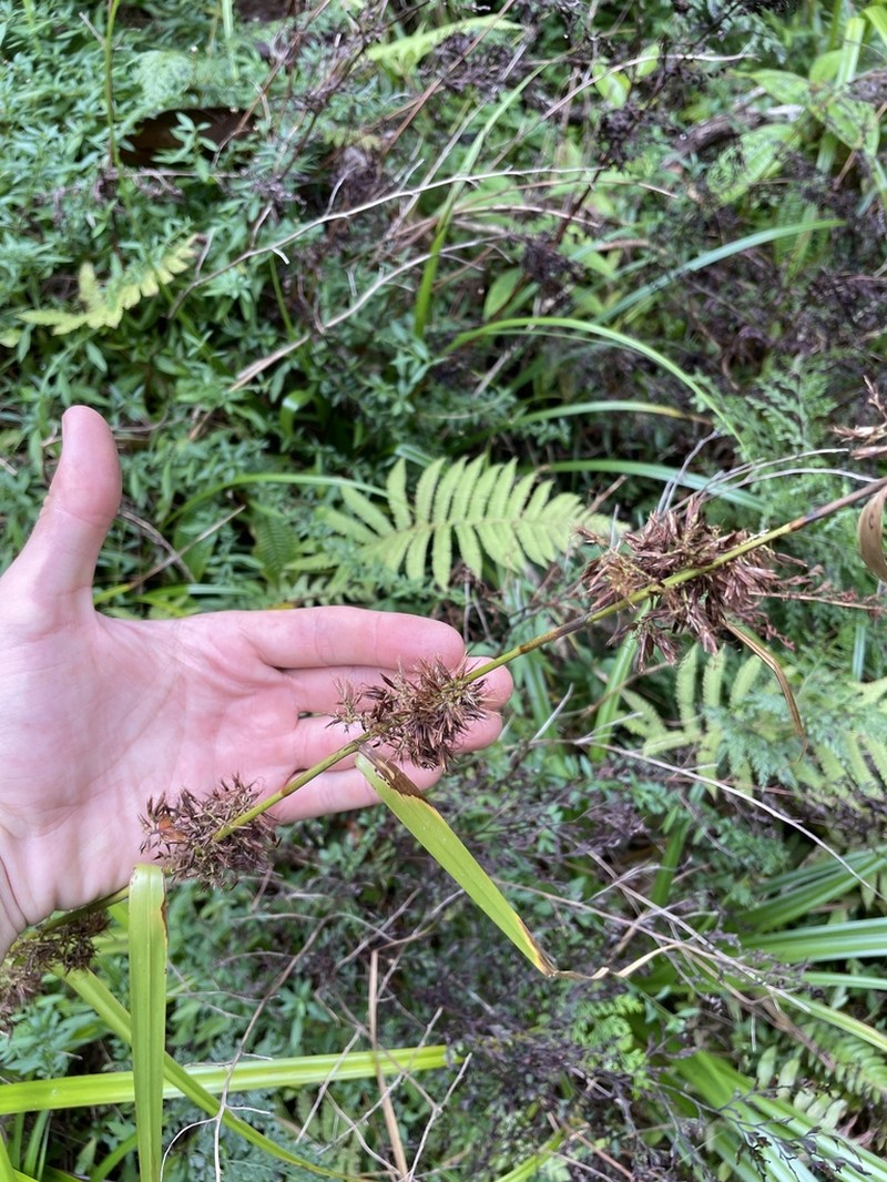 Hawai'I Beaksedge photo 5
