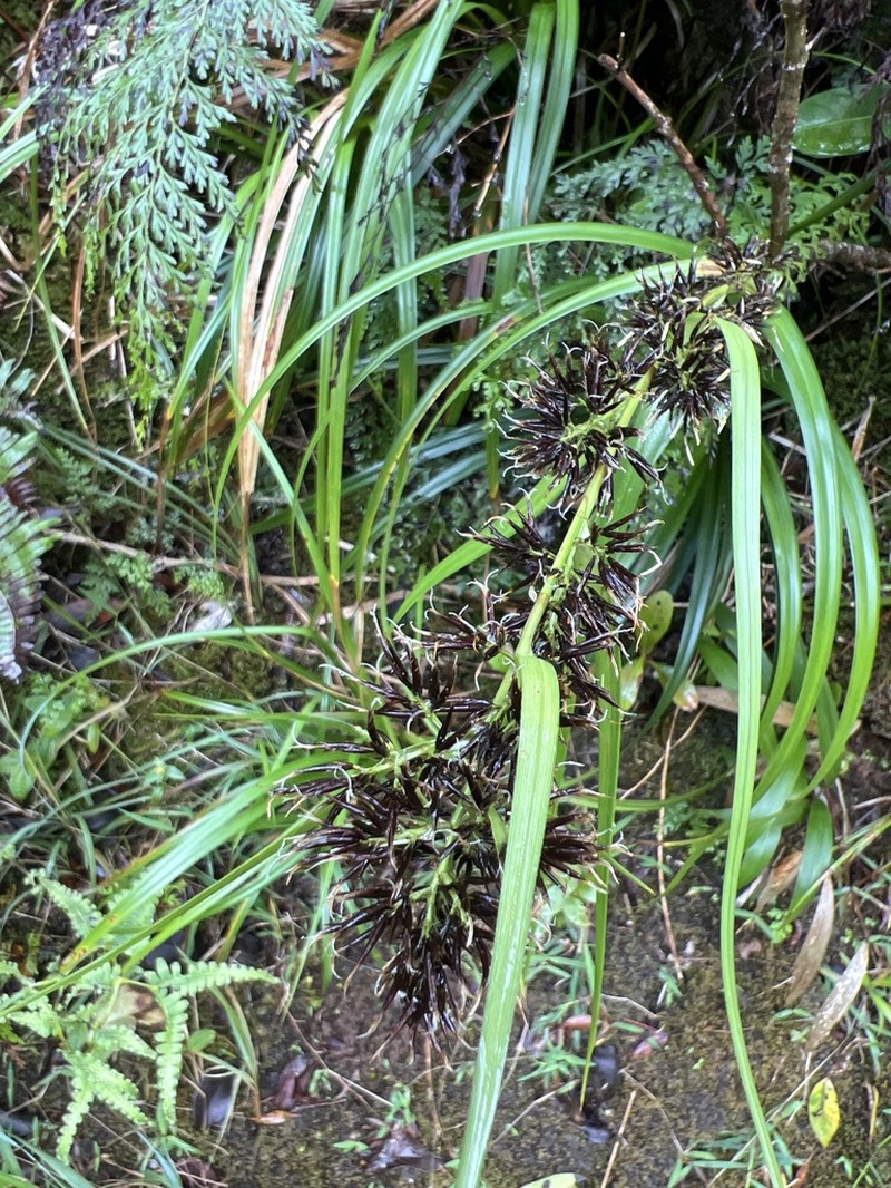 Hawai'I Beaksedge photo 6