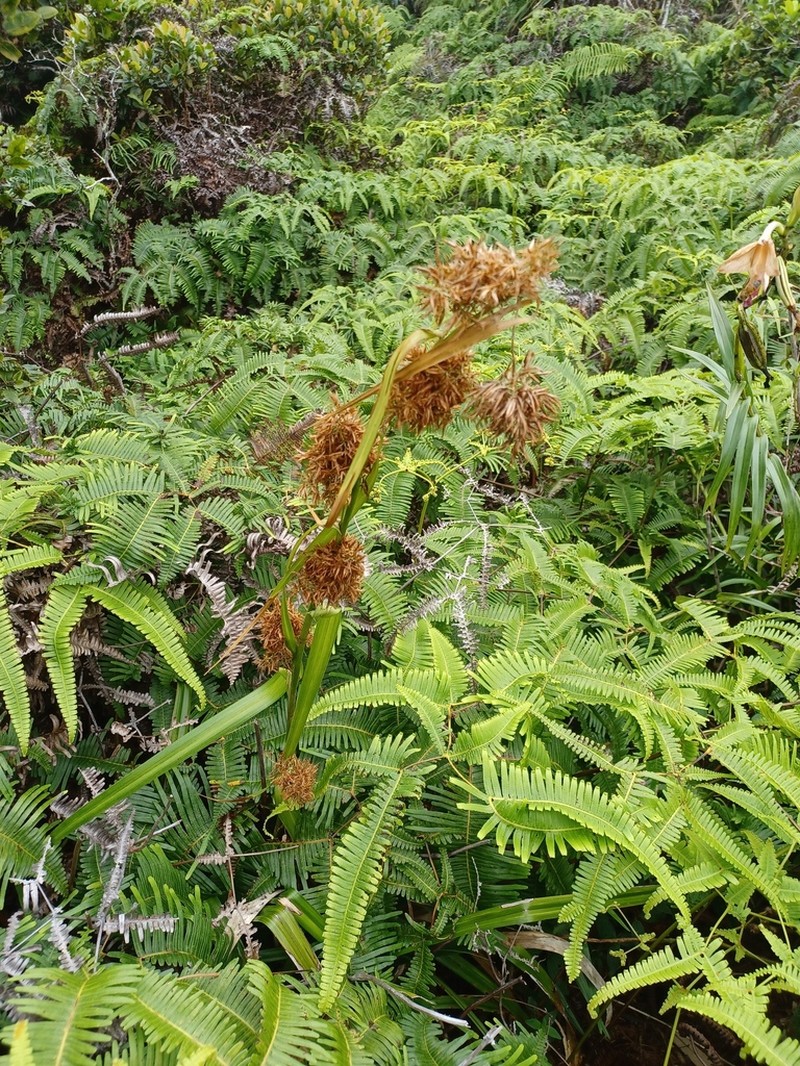 Hawai'I Beaksedge photo 8