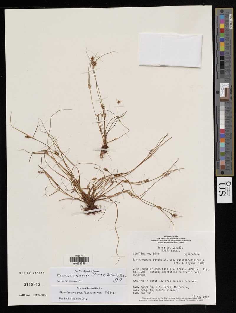 Rhynchospora seccoi