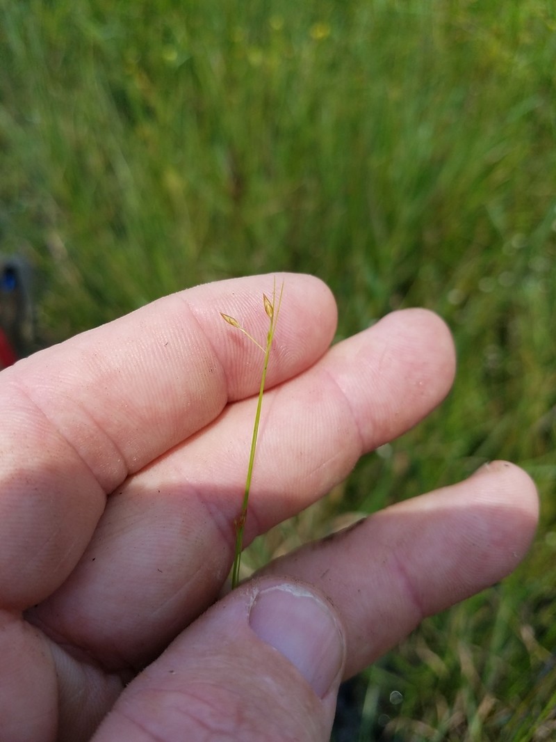 Coastal Plain Beaksedge
