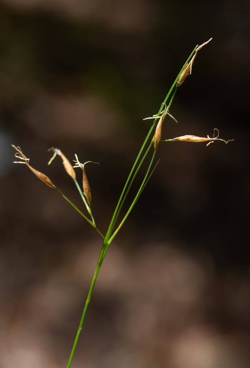 Coastal Plain Beaksedge photo 2