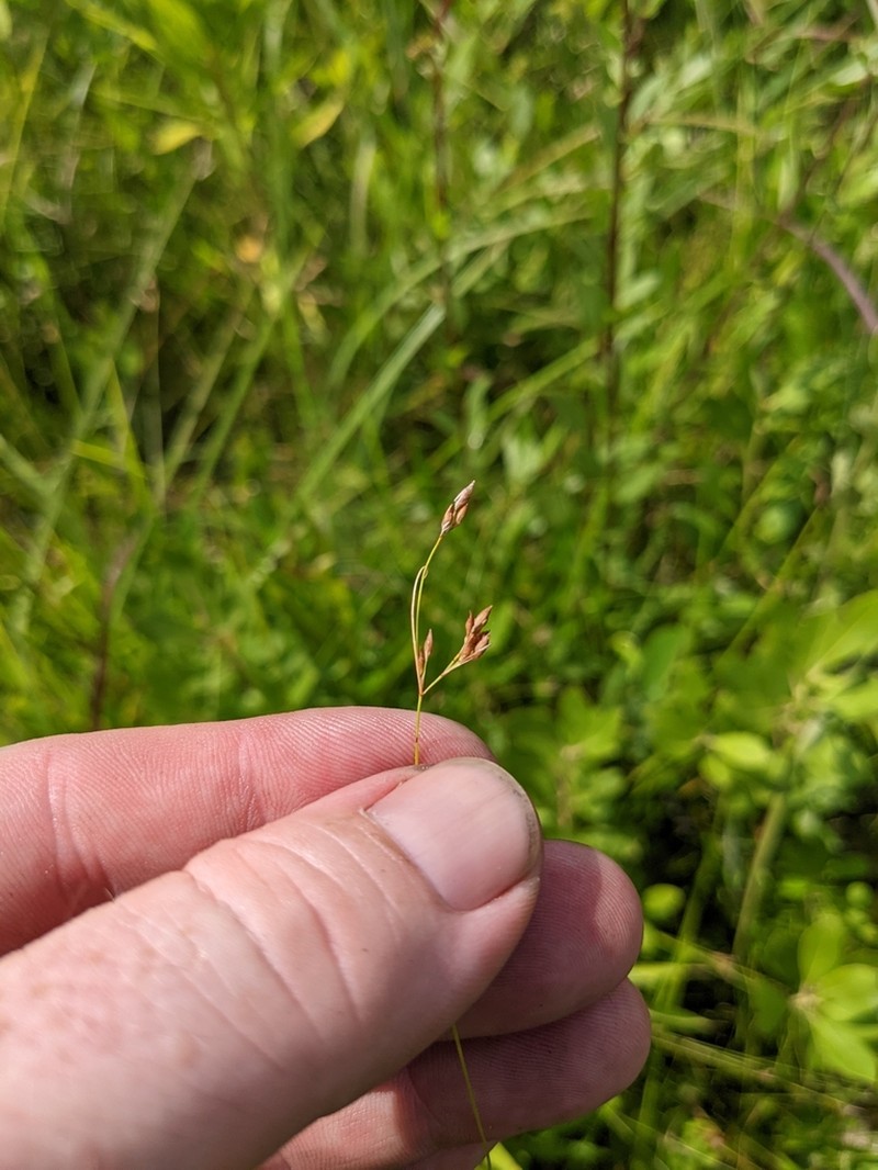 Coastal Plain Beaksedge photo 5