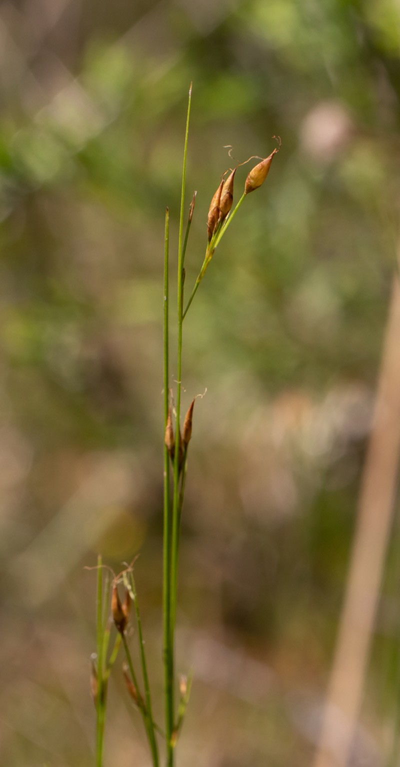 Coastal Plain Beaksedge photo 6