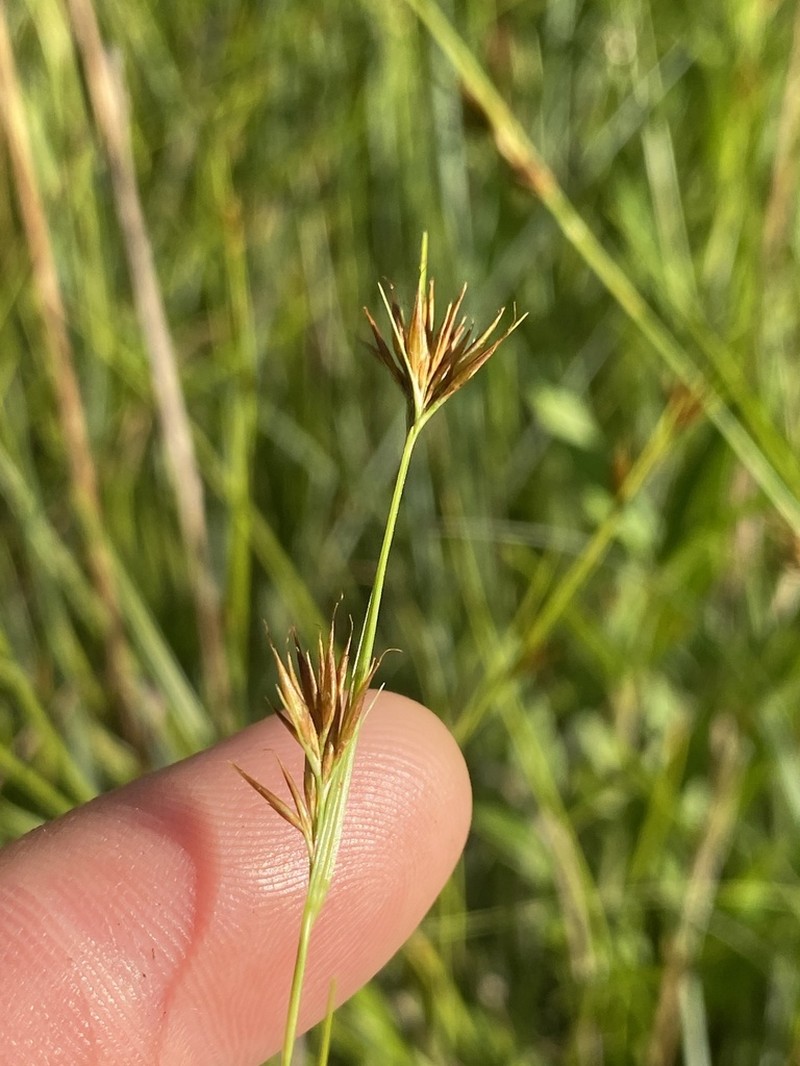 Rhynchospora stiletto photo 4