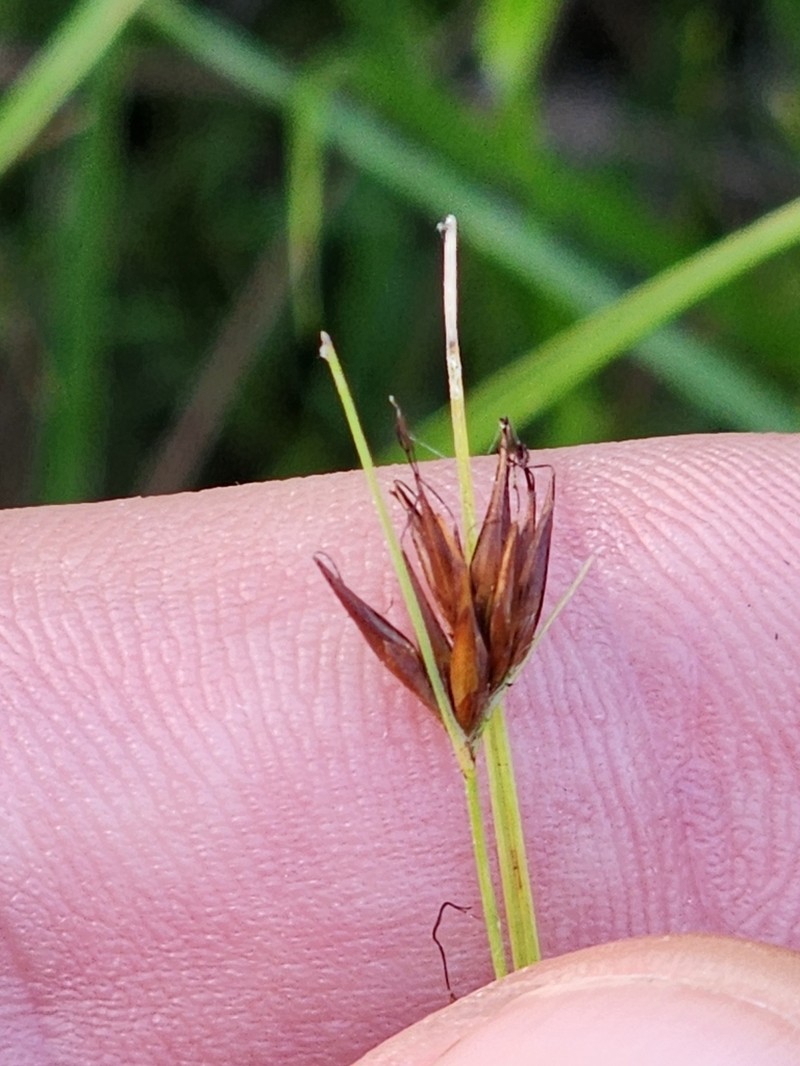 Rhynchospora stiletto photo 5