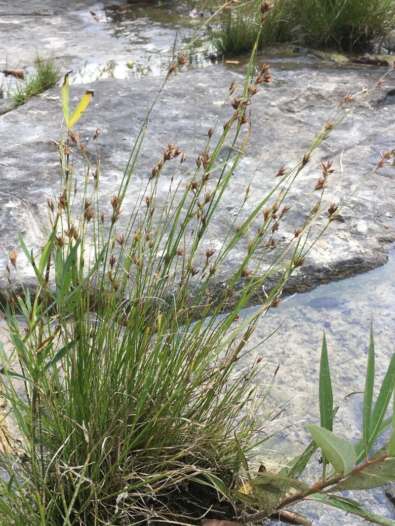 Rhynchospora stiletto photo 7