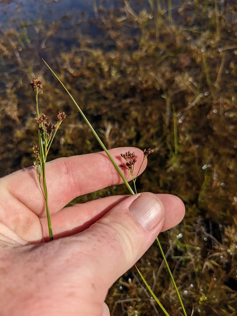 Rhynchospora sulcata