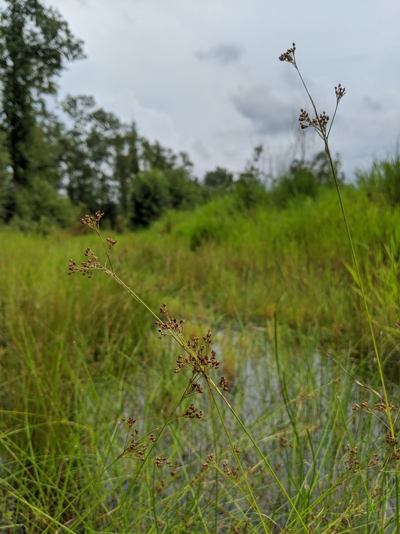 Rhynchospora sulcata photo 2