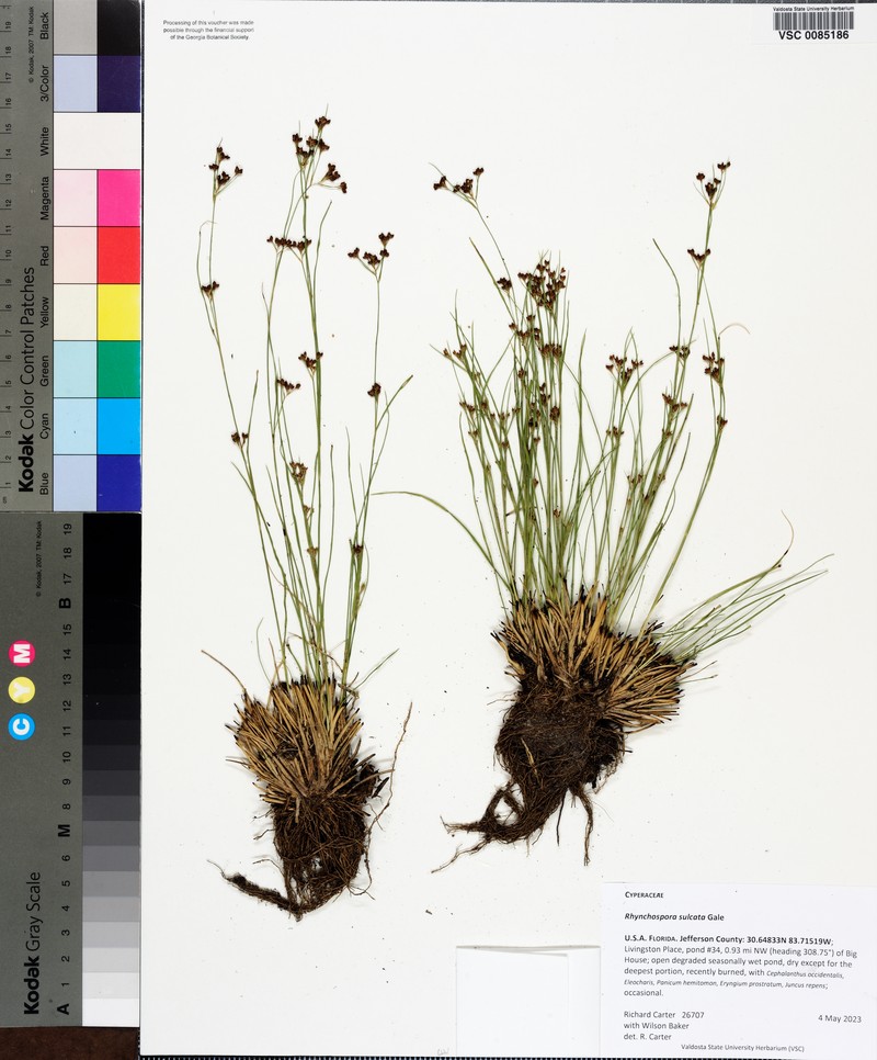 Rhynchospora sulcata photo 5