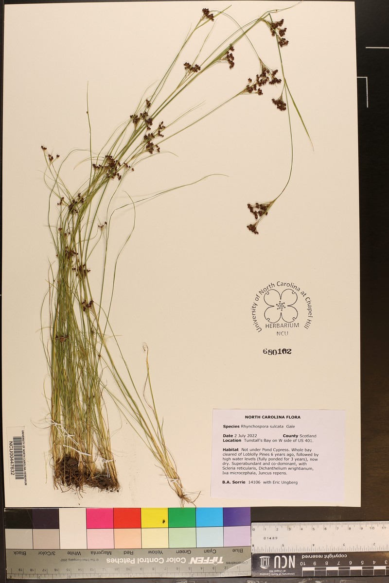 Rhynchospora sulcata photo 6