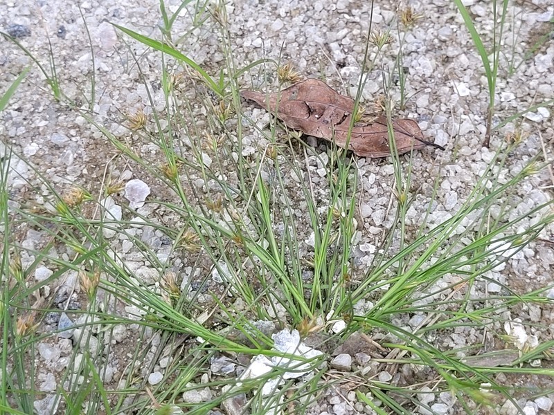 Soldier Beaksedge photo 3