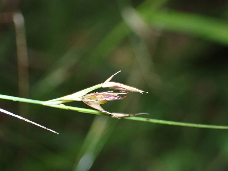 Soldier Beaksedge photo 6