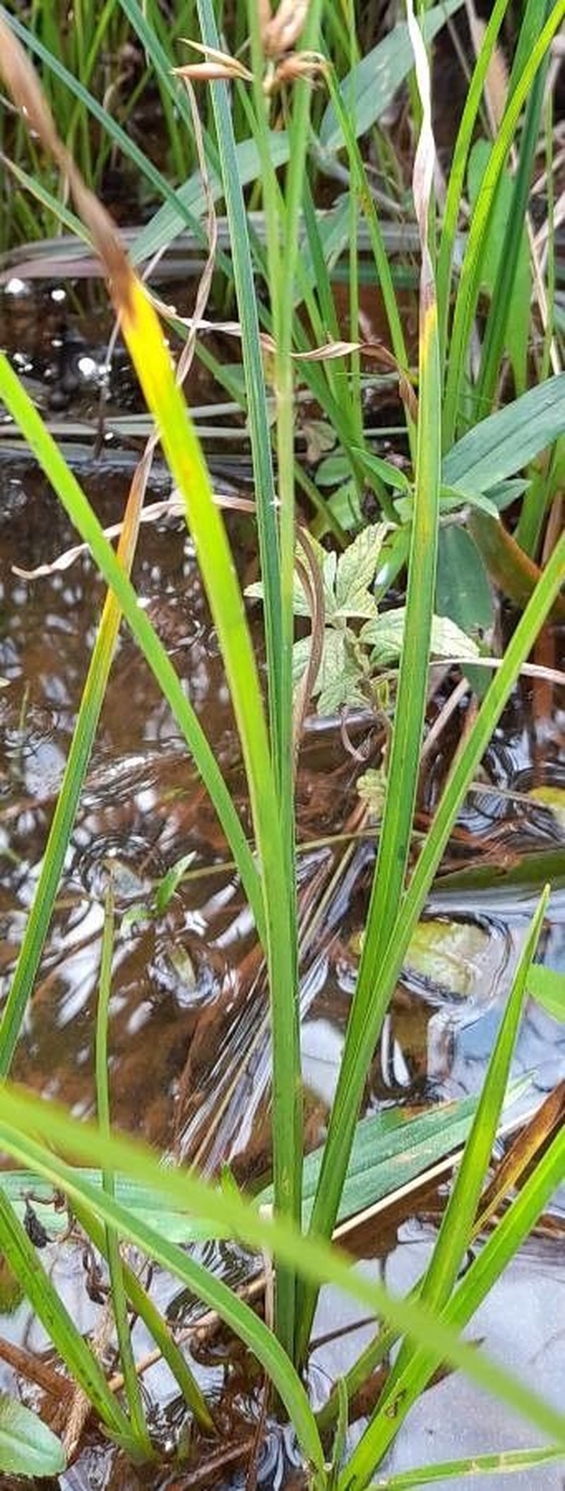 Quill Beaksedge photo 3