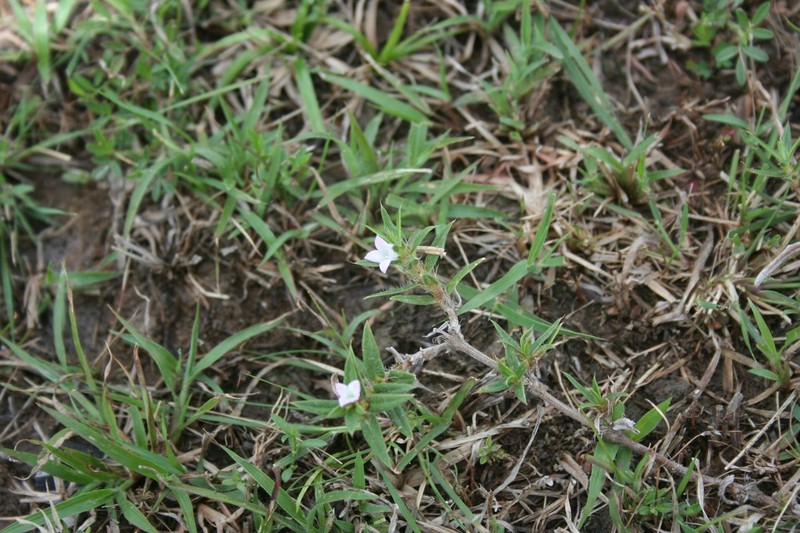 Quill Beaksedge photo 7