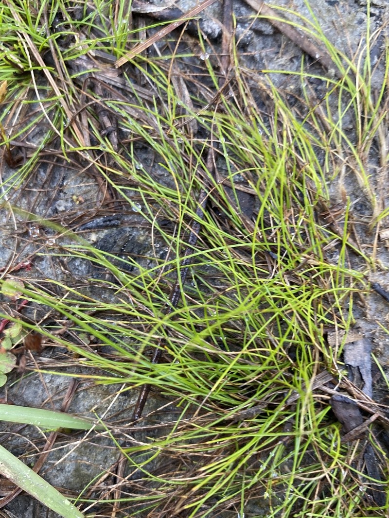 Thorne's Beaksedge photo 2