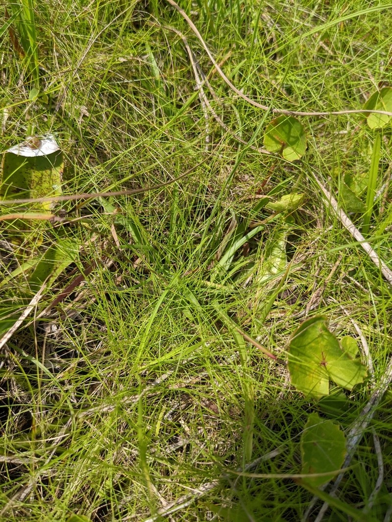 Thorne's Beaksedge photo 3