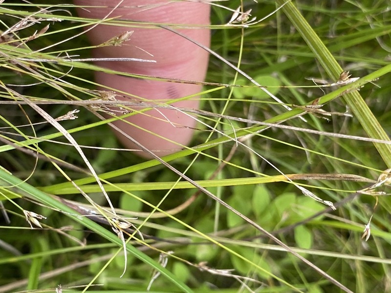 Thorne's Beaksedge photo 5