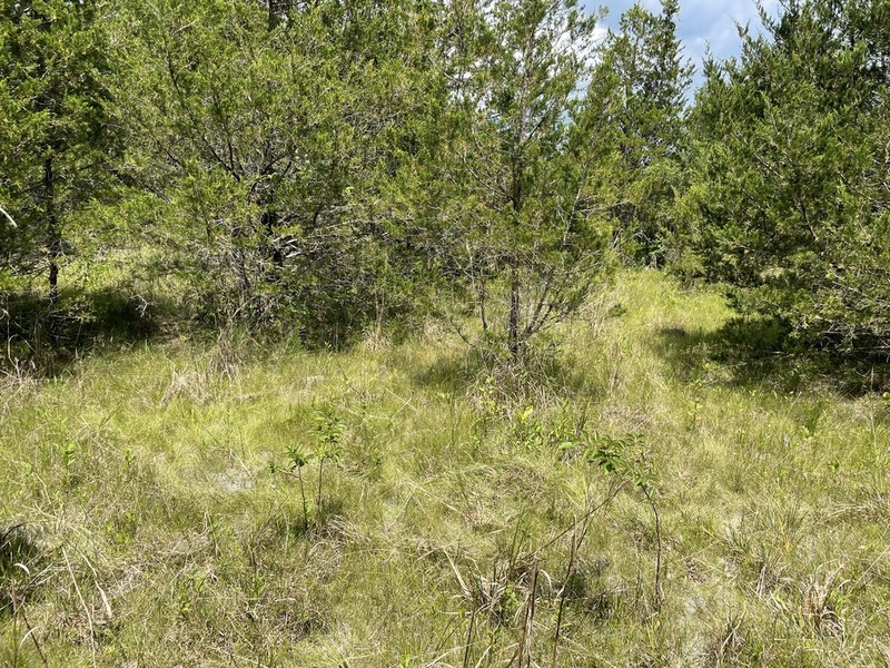 Thorne's Beaksedge photo 6