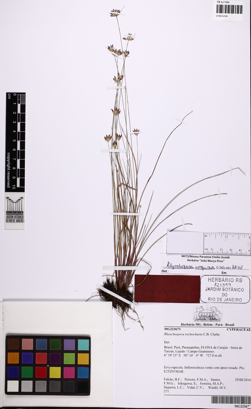 Rhynchospora unguinux