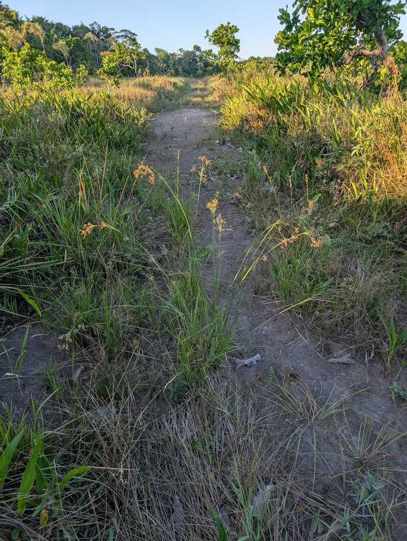 Red Beaksedge photo 2