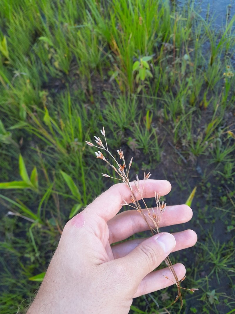 Red Beaksedge photo 3