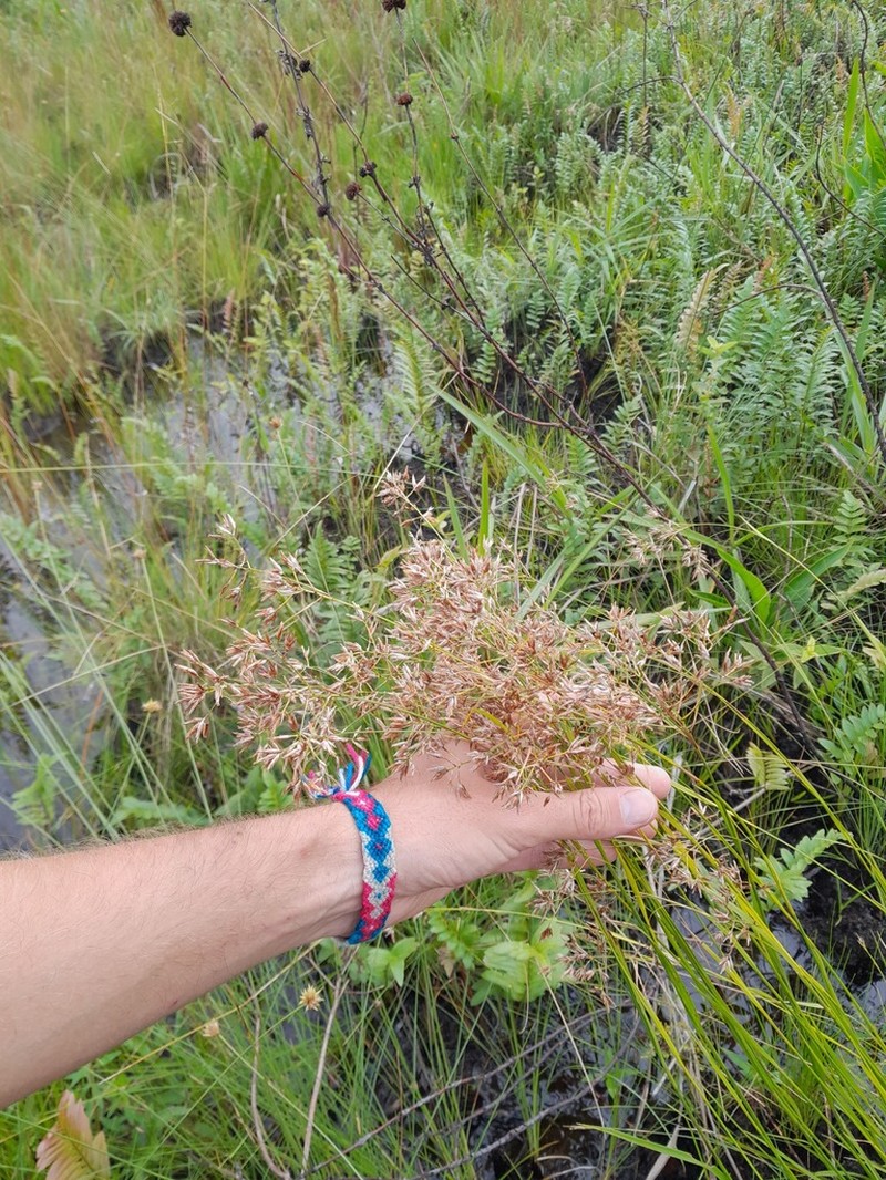 Red Beaksedge photo 5