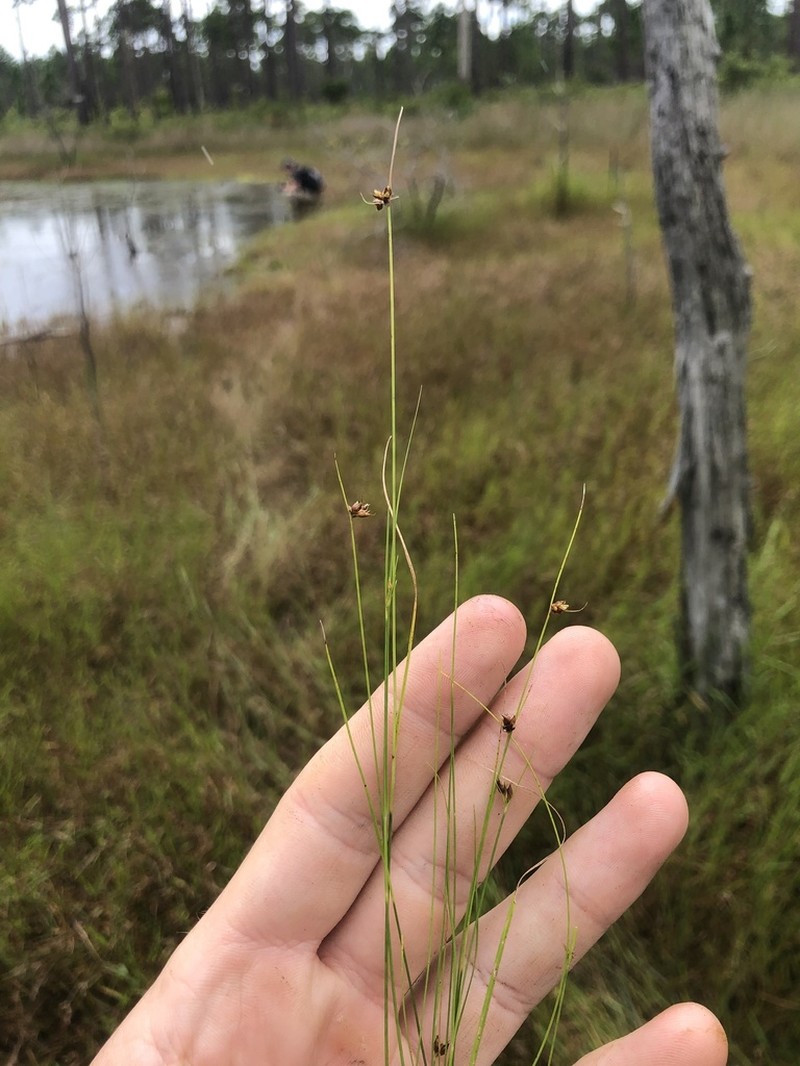 Wright's Beaksedge