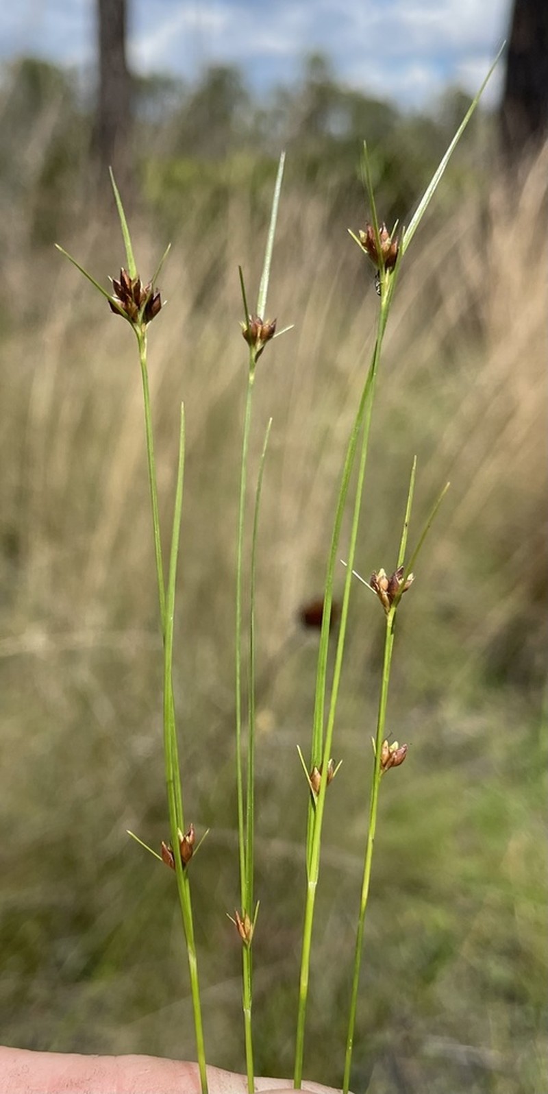 Wright's Beaksedge photo 2