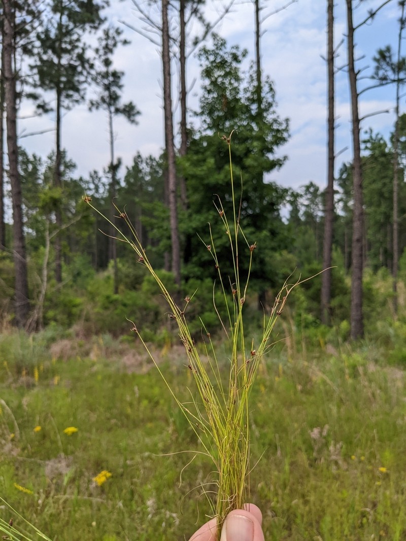 Wright's Beaksedge photo 8