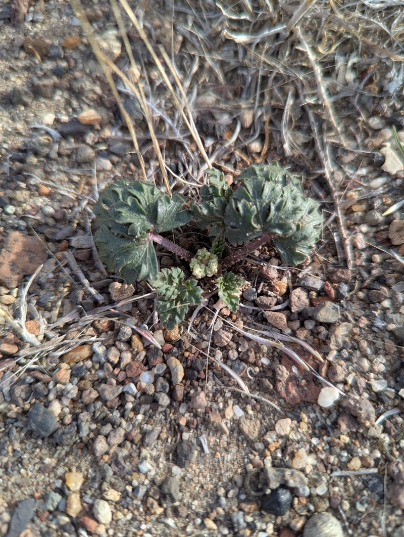 Wrinklewing Springparsley photo 2
