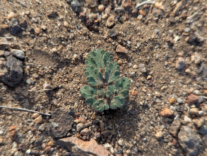 Wrinklewing Springparsley photo 3