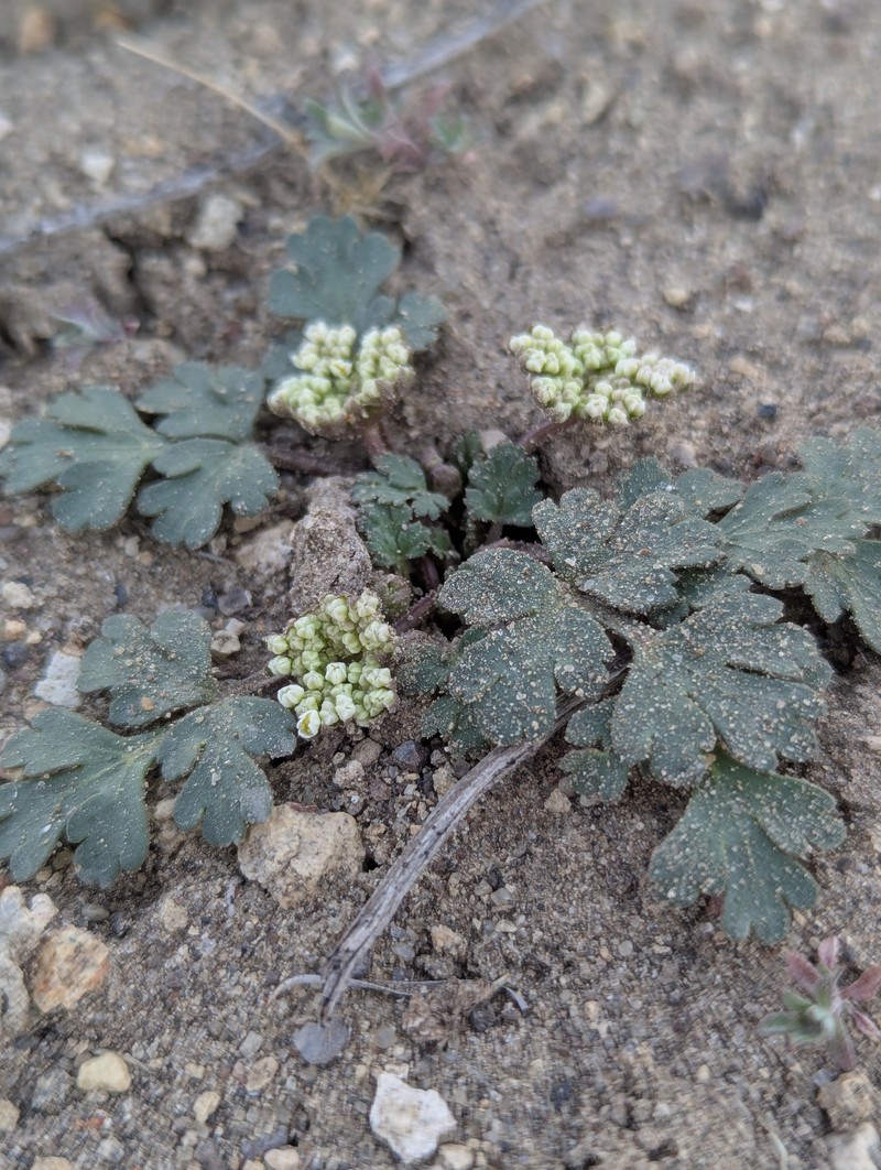 Wrinklewing Springparsley photo 4