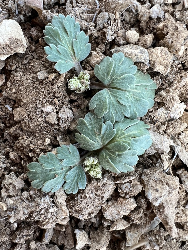 Wrinklewing Springparsley photo 5